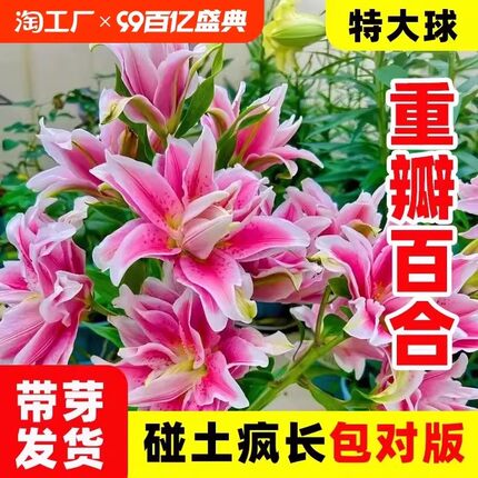 百合花种球进口香水百合多季开花好养花卉植物室内鲜花盆栽花种子