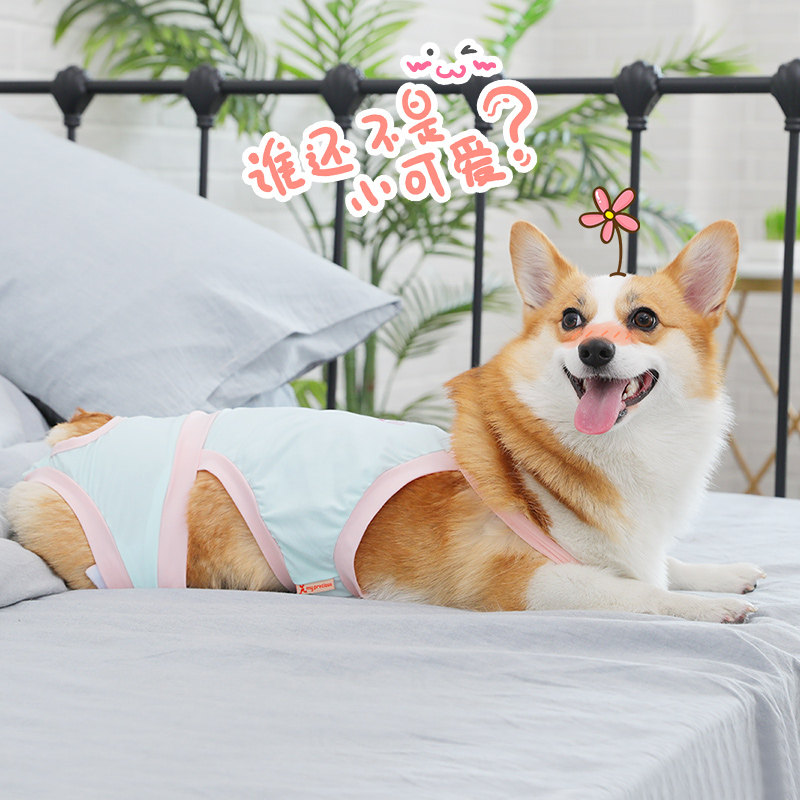 狗狗生理裤小型中型犬柯基法斗泰迪卫生内裤母狗宠物防骚扰裤