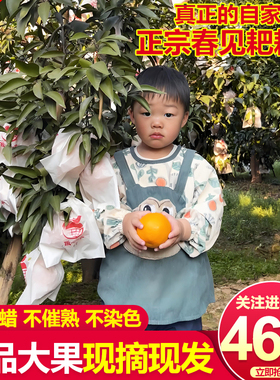 正宗四川眉山春见耙耙柑特级新鲜10斤杷杷粑粑柑当季橘子丑桔水果