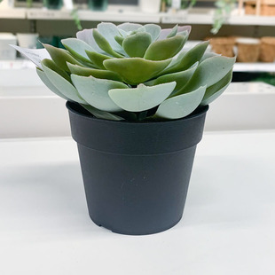 IKEA宜家 菲卡 肉质植物 人造盆栽植物 仿真花卉装饰简约家居摆设