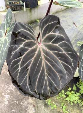Kos花烛
