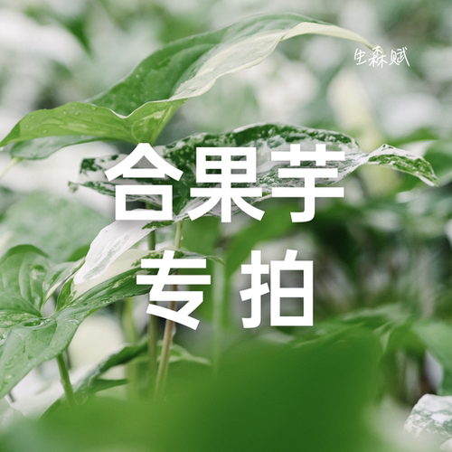 生森赋 合果芋合集 专拍链接 - 封面