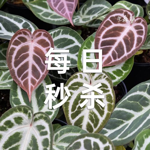 生森赋 直播每日秒杀 新手也能养好花烛