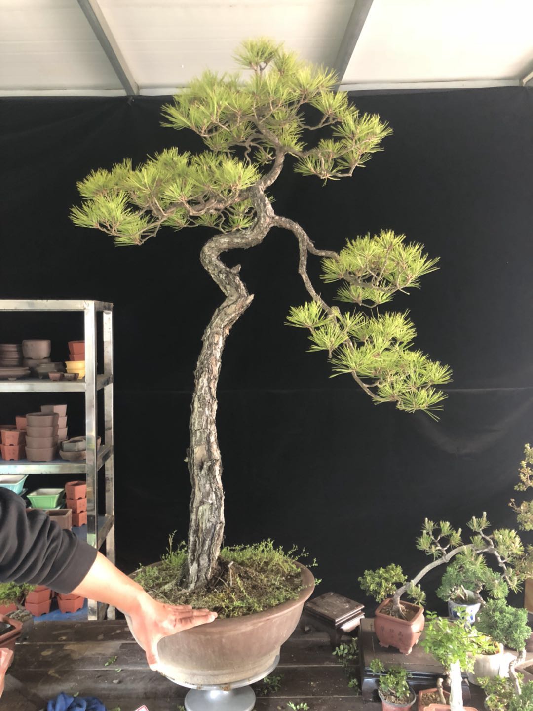 黄山松盆景黑松盆景文人造型盆栽盆景植物老桩迎客松