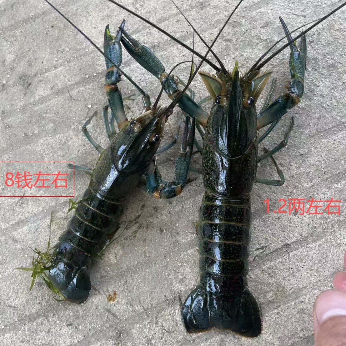 【顺丰鲜活发货】澳洲淡水鲜美蓝活虾