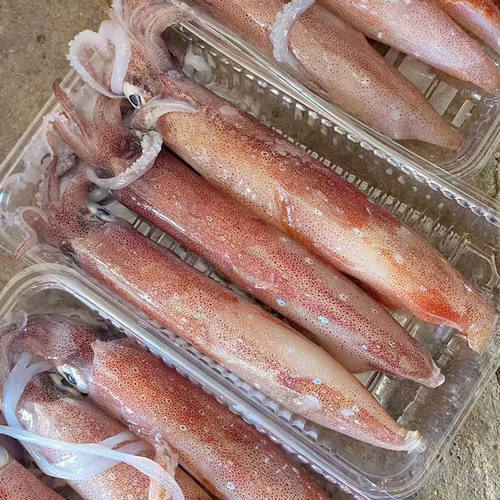 原生态海捕火箭鱿鱼鲜活速冻
