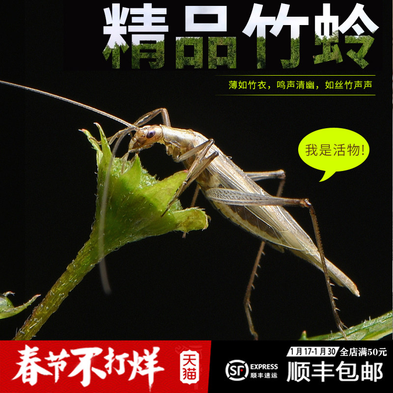 竹活体蛉价格 竹活体蛉图片 星期三