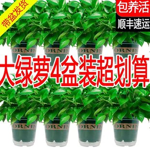 绿萝盆栽室内新房办公室家用净化空气水培植物好养大叶长藤绿箩