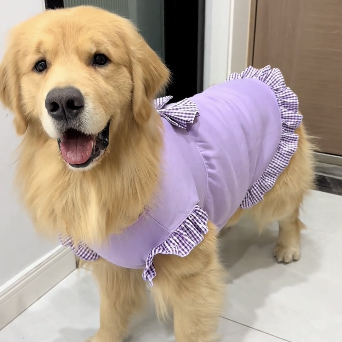狗狗衣服中大型犬秋冬保暖阿拉斯加金毛萨摩耶防掉毛公主风可牵引