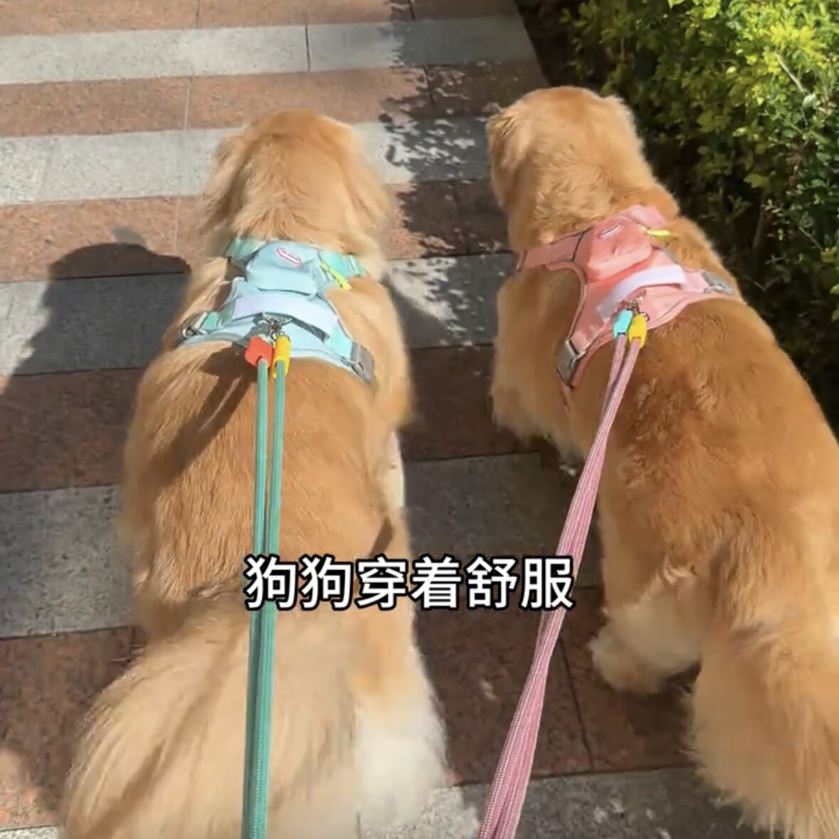 中大型犬胸背带牵引绳防爆冲书包柴犬柯基金毛拉布拉多防挣脱反光