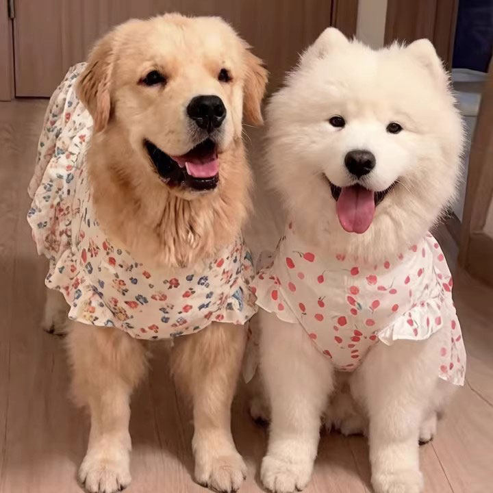 萨摩耶衣服春夏薄款大型犬防掉毛公主风金毛幼犬大狗宠物连衣裙子图片