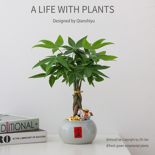 【马上发财】发财树盆栽室内招财植物办公室伴手礼绿植四季好养活