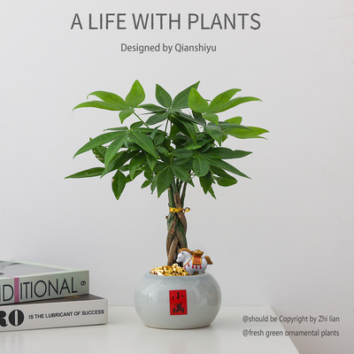 【马上发财】室内桌面发财树盆栽