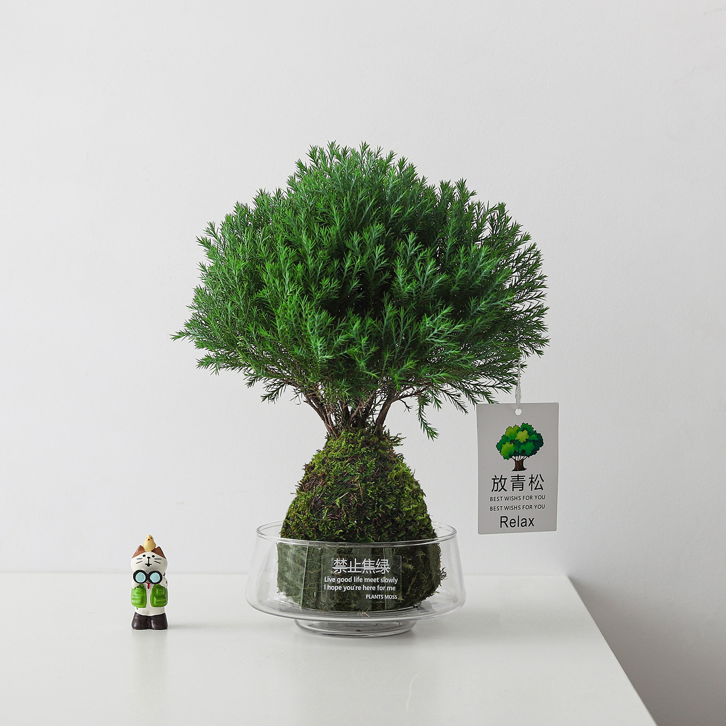 【放青松】雾凇盆栽苔藓球客厅植物办公室内桌面工位创意好养绿植