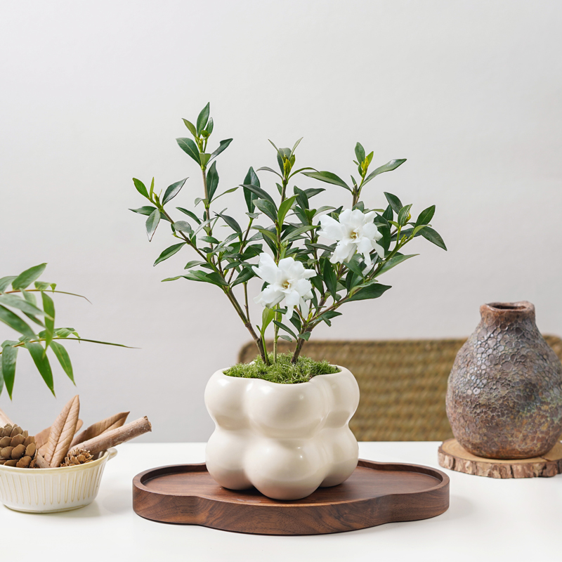 小叶栀子花文竹盆栽花苞开花植物客厅室内桌面好养花卉小绿植盆景