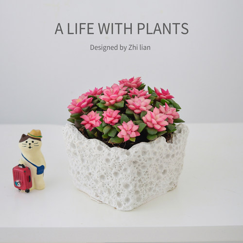 吹雪之松多肉植物粉色绿植