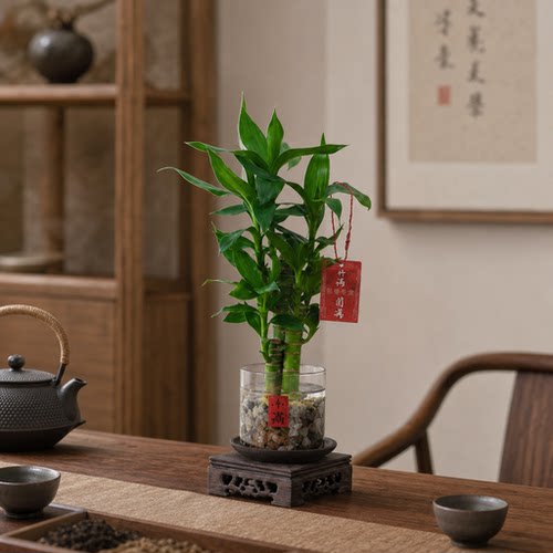 爆火！懒人绿植富贵竹给水就能活
