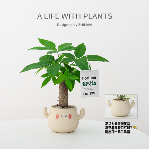 DIY笑脸盆招财小绿植