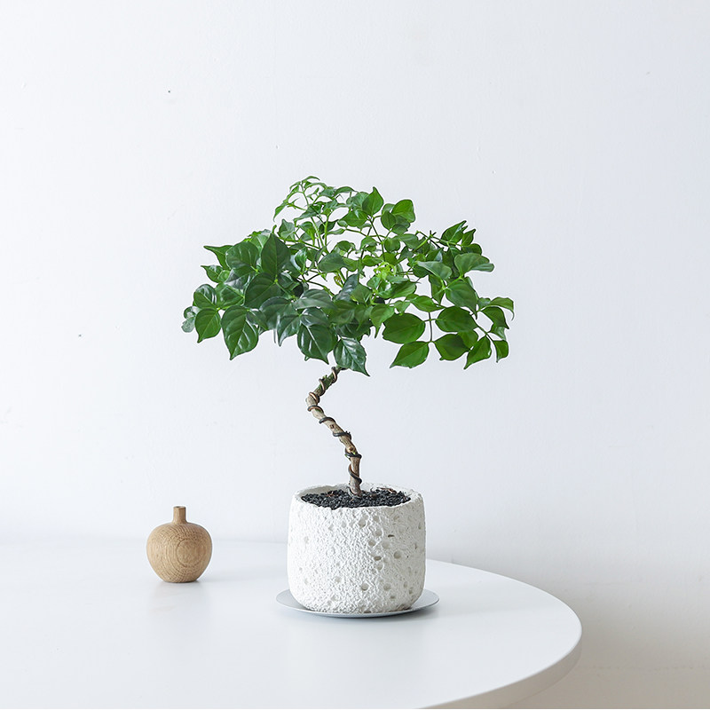 幸福树盆栽办公室内桌面绿植茶几摆件好养活情绪植物客厅花卉盆景