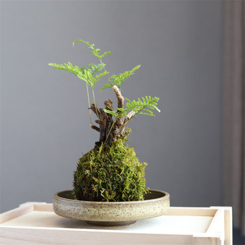 狼尾蕨苔藓球水培易养盆栽
