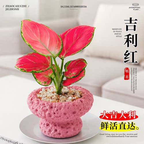 耐阴好养，红红火火超喜庆