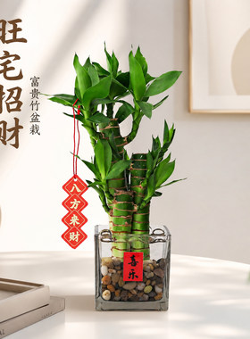 懒人福音！清水养爆盆富贵竹