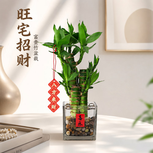 懒人福音！清水养爆盆富贵竹