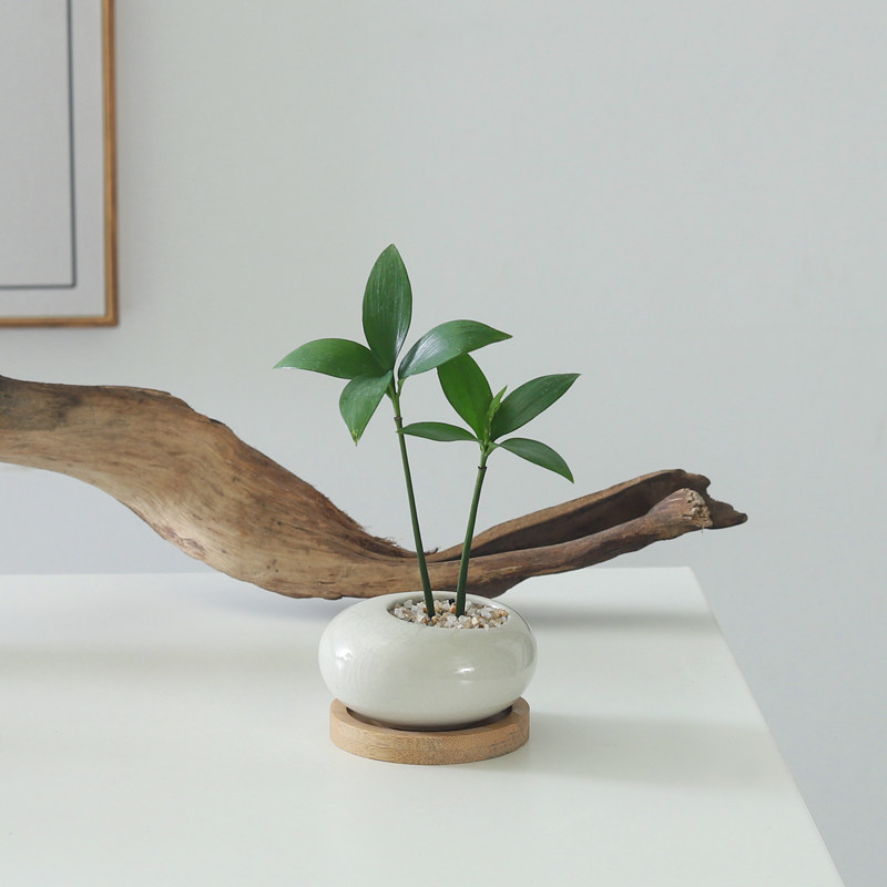 竹柏小盆栽客厅室内植物花卉绿植水培办公室桌面好养四季常青盆景,鲜花速递/花卉仿真/绿植园艺,绿植,淘宝优惠券,粉丝福利购,淘宝优惠卷