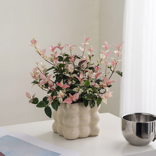 花叶络石盆栽绿萝吊兰四季 五彩花卉阳台常春藤爬藤绿植物庭院垂吊