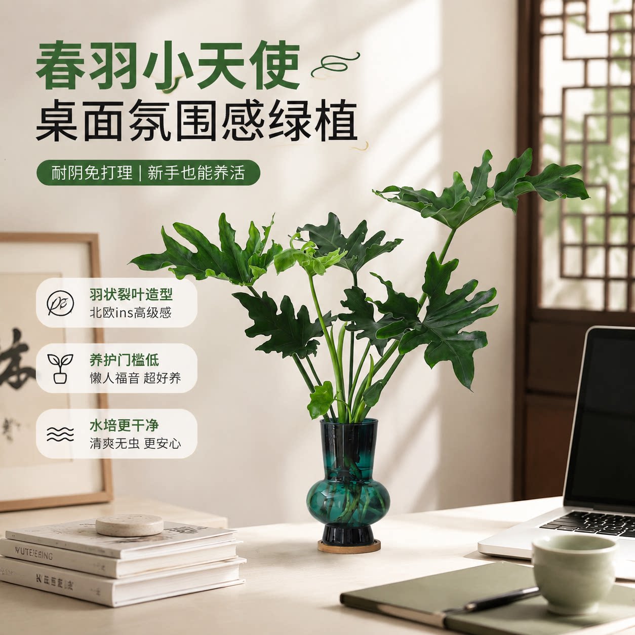 春羽小天使蔓绿绒水培盆栽植物无土水养桌面净化空气四季常青绿植