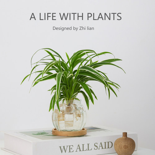 金边吊兰盆栽办公室工位绿植