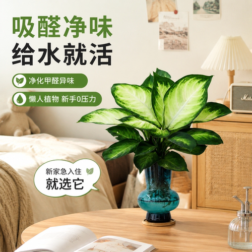 不晒阳光也爆芽，新手随便造