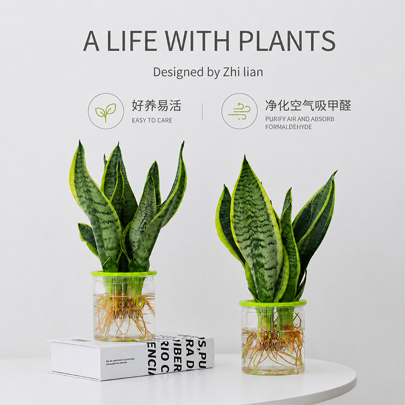 养不死！水培虎皮兰闭眼入图片
