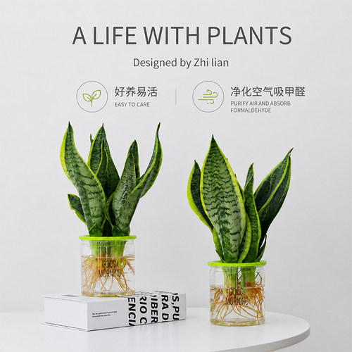 养不死！水培虎皮兰闭眼入