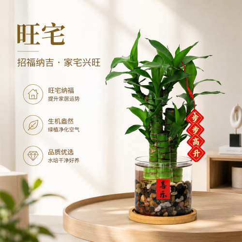 水插就活！富贵竹旺家招财