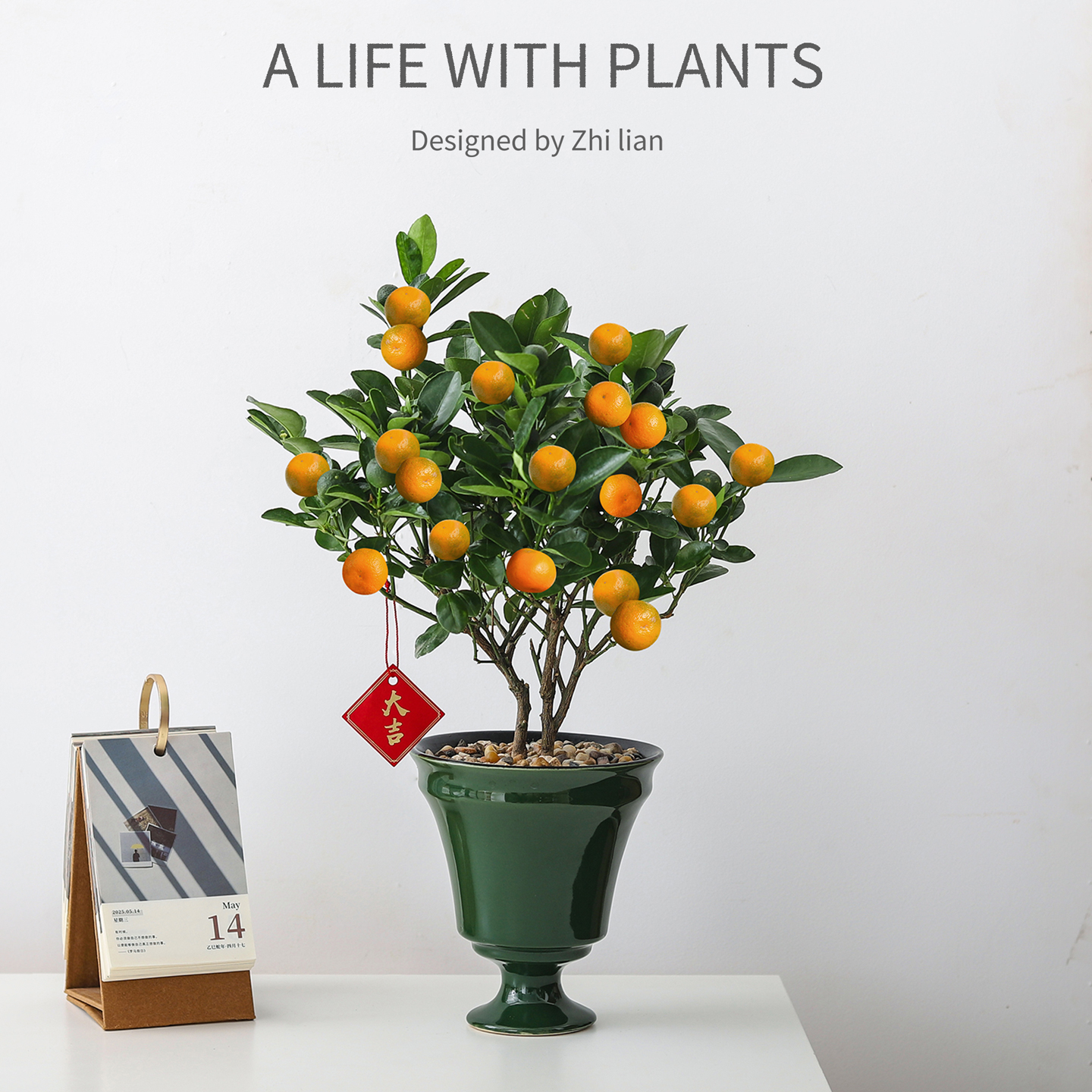 四季金桔盆栽带果可食用植物