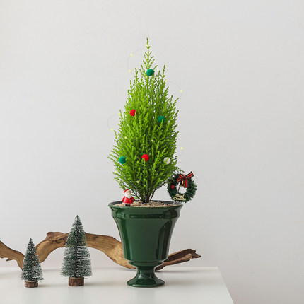 香松盆栽圣诞树客厅装饰LED灯彩球办公室内桌面绿植好养花卉盆景