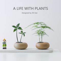 文竹盆栽创意迷你拇指工位绿植物室内客厅桌面办公桌花卉四季常青