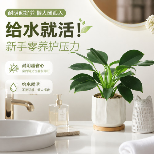 全屋异味一键清零！绿公主净化王