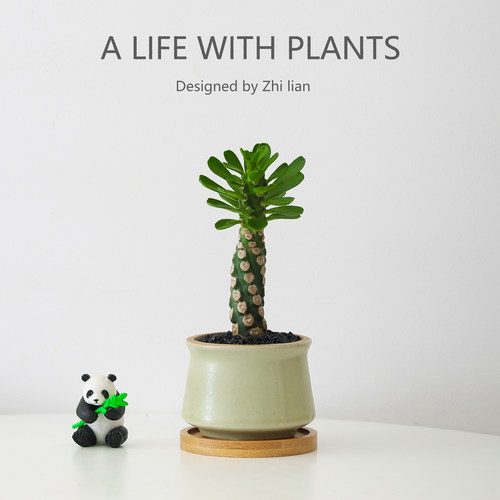 霸王鞭盆栽多肉植物办公桌面