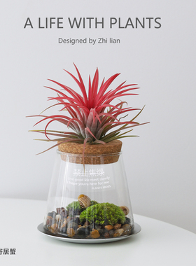 空气凤梨微景观生态缸盆栽办公桌面工位绿植懒人好养植物寄居蟹窝