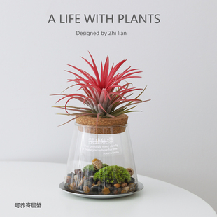 空气凤梨微景观生态缸盆栽办公桌面工位绿植懒人好养植物寄居蟹窝