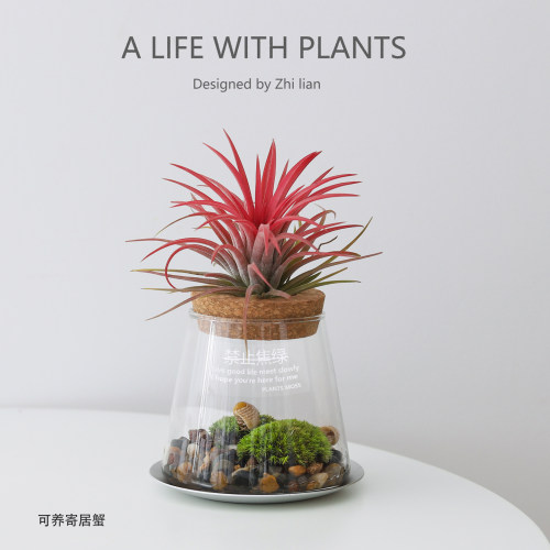 空气凤梨微景观生态缸