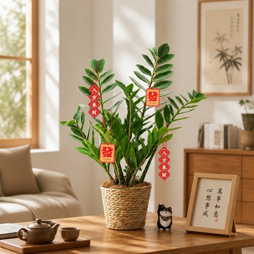 植物杀手福音！金钱树耐旱不死