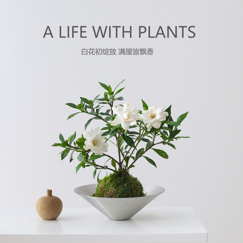 栀子花盆栽带花苞室内绿植