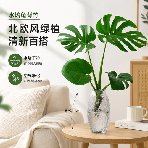 有水就爆芽，新手也能养爆盆！