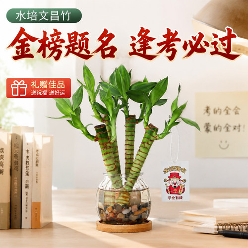 高考祈福文昌竹金榜题名