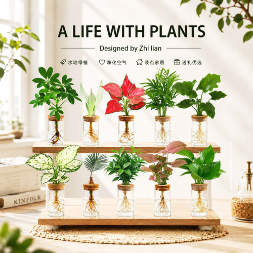 懒人闭眼养！水培绿植干净无虫