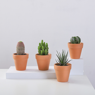 仙人掌万重山盆栽多肉植物室内办公室桌面创意好养活陶土花盆礼物