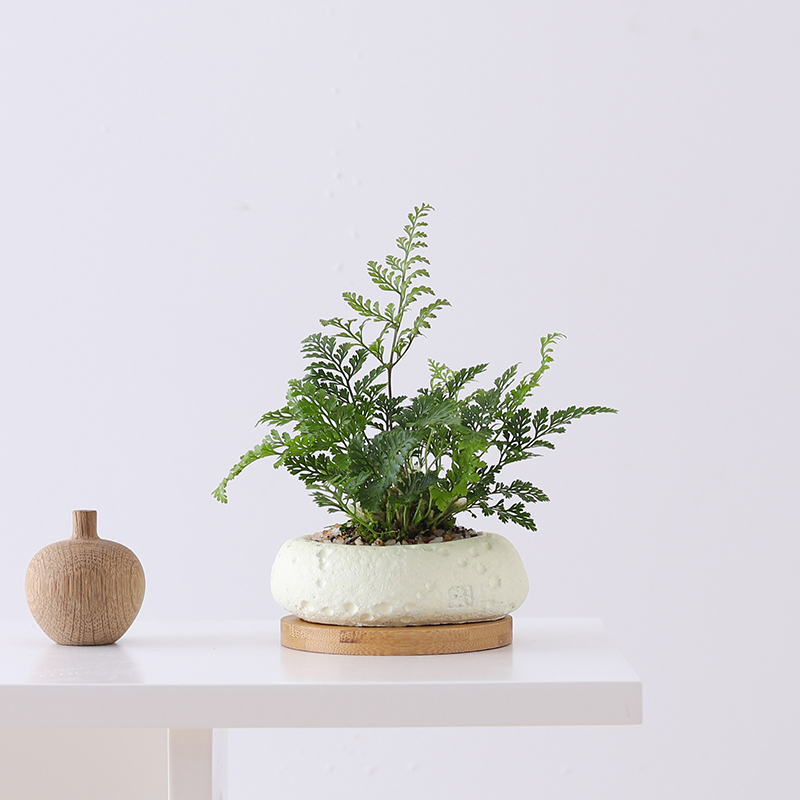 狼尾蕨盆栽迷你植物绿植